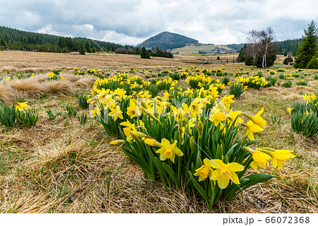 Wild yellow Narcissus on the mountain meadow and Bukovec hill on background. Jizerka village, Jizera Mounains, Czech Republic 66072368