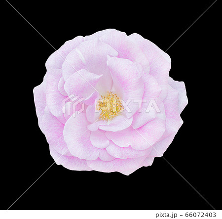Beautiful single pink rose isolated Beautiful single pink rose isolated 66072403