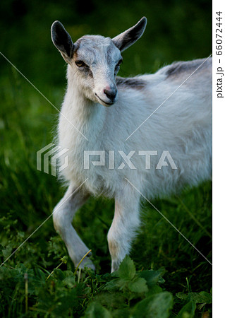 Little kid goat on warm spring day. Childhood 66072444