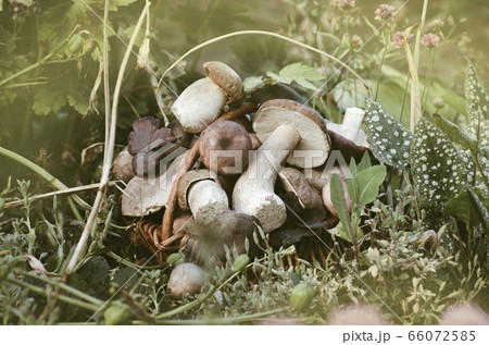 Basket with mushrooms. Delicious organic mushroom. Basket with mushrooms. Delicious organic mushroom. 66072585