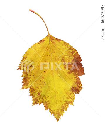 Autumn leaf of Crataegus coccinea tree isolated on Autumn leaf of Crataegus coccinea tree isolated on 66072997