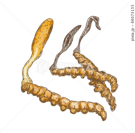Cordyceps on a white background. 66073155