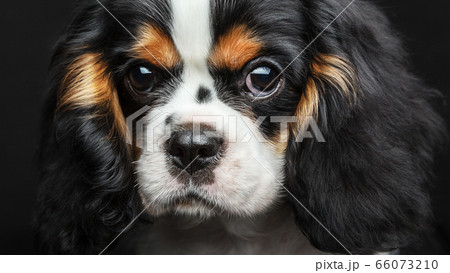 Cavalier King Charles Spaniel Studio Portrait Over Black Background. Extremely close up portrait. 66073210