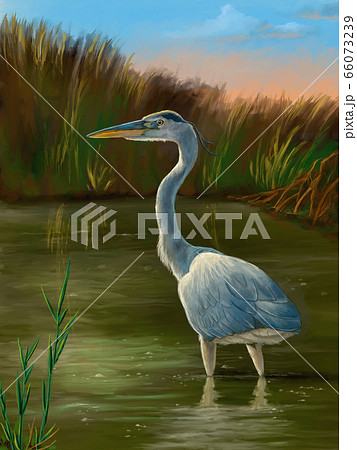 Wetland birds, blue heron 66073239
