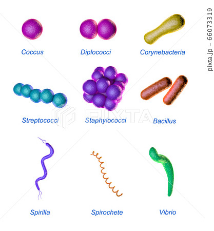 Bacterial shapes 66073319