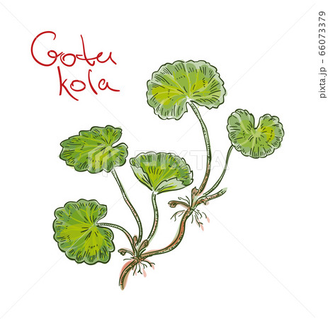 Centella asiatica, commonly known as centella, 66073379