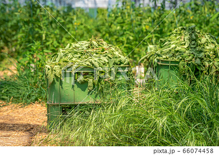 weeds and grass in a crate in a greenhouse after cleaning 66074458