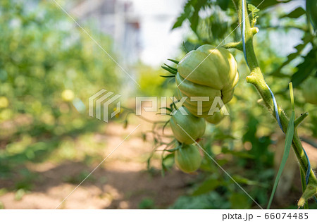 Organic green tomatoes ripen in a greenhouse. growing vegetables without chemicals, healthy food Organic green tomatoes ripen in a greenhouse. growing vegetables without chemicals, healthy food 66074485
