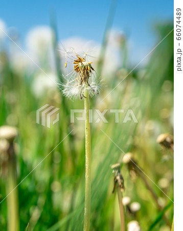 dandelions on a green field in summer time dandelions on a green field in summer time 66074489