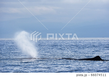 マッコウクジラの潮吹き(北海道・羅臼沖) マッコウクジラの潮吹き(北海道・羅臼沖) 66074511