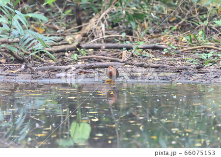 野鳥／オオクイナ 66075153
