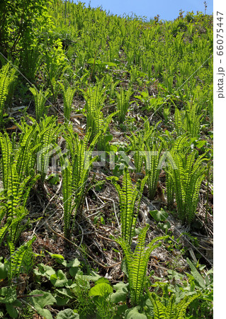春の光を浴びるクサソテツの群生地　福島県只見町 66075447