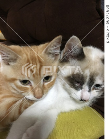 可愛い子猫 66075668