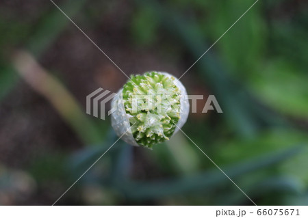 新鮮ねぎぼうず 新鮮ねぎぼうず 66075671