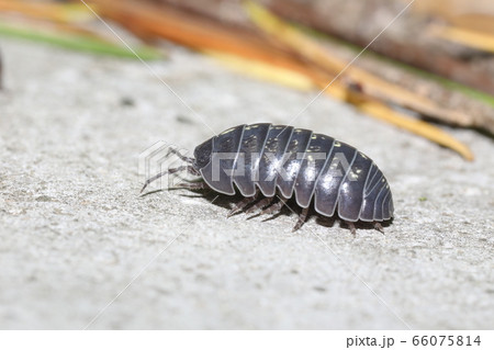 オカダンゴムシ 66075814