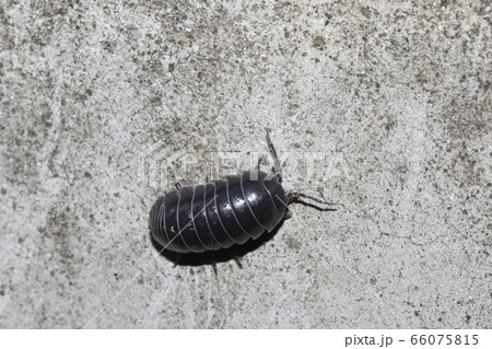 オカダンゴムシ 66075815