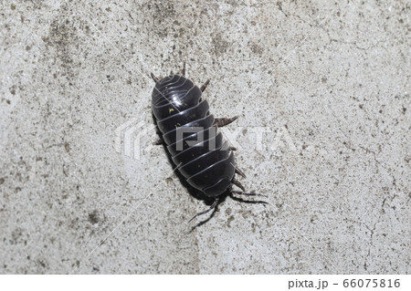 オカダンゴムシ 66075816