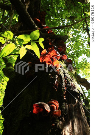 山に生える野生のキクラゲ 66076116