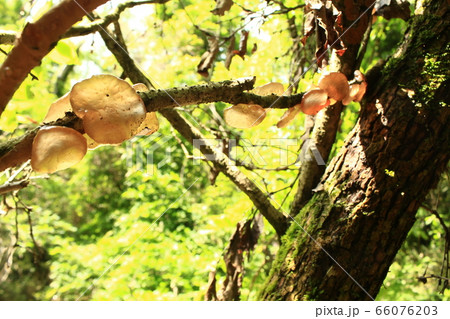 野生のタマキクラゲ 野生のタマキクラゲ 66076203
