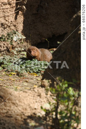 コビトマングース　カメラ目線で目が合う 66076206