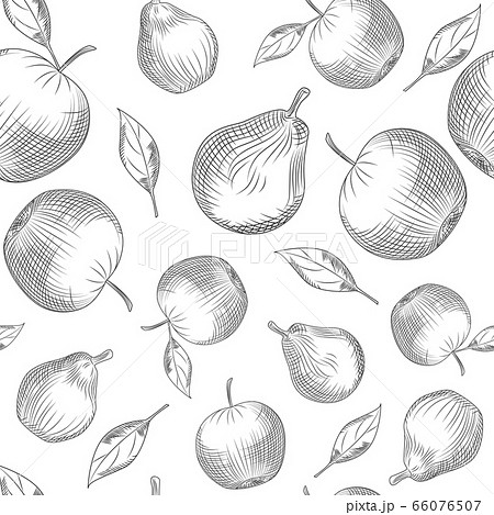 Apple and pear seamless pattern on white background. Apple and pear seamless pattern on white background. 66076507