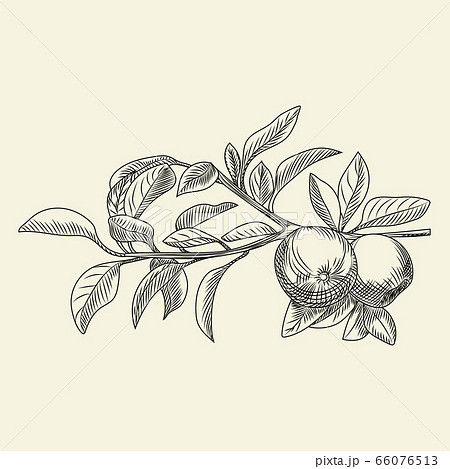 Hand drawn apple vector illustration. Engraving vintage style. 66076513