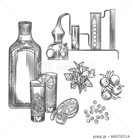 Set of gin in hand drawn style on white background.glasses with gin and tonic cocktail, alembic, coriander, lemon peel. 66076514