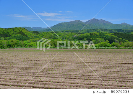 初夏の北海道厚沢部町で苗が移植されたばかりのビート畑の風景を撮影 初夏の北海道厚沢部町で苗が移植されたばかりのビート畑の風景を撮影 66076553
