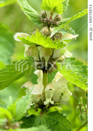 オドリコソウの花のアップ　福島県只見町 66076653