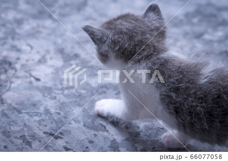 Lovely, lovely animal 66077058