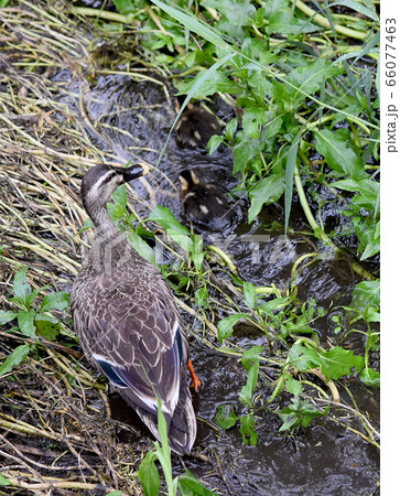 かるがも　親子　赤ちゃん 66077463