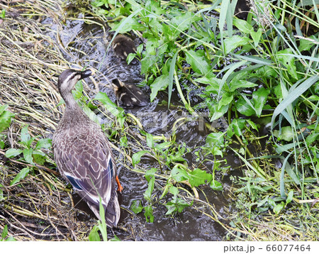 かるがも　親子　赤ちゃん 66077464