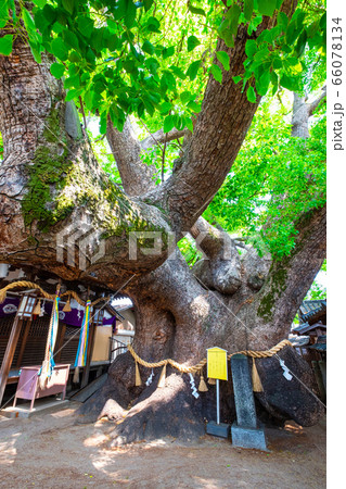 三島神社の薫蓋樟 三島神社の薫蓋樟 66078134