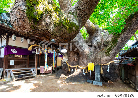 三島神社の薫蓋樟 三島神社の薫蓋樟 66078136