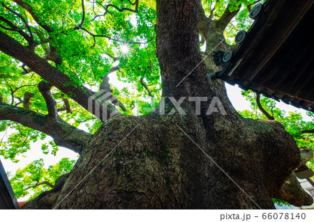 三島神社の薫蓋樟 66078140