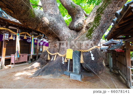 三島神社の薫蓋樟 66078141