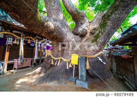三島神社の薫蓋樟 三島神社の薫蓋樟 66078489