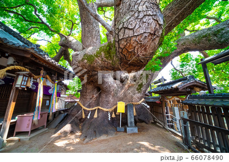 三島神社の薫蓋樟 66078490