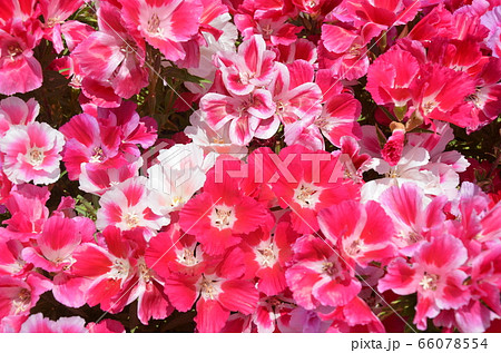 ゴテチアの花畑 ゴテチアの花畑 66078554