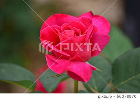 バラ 花 草花 66078970