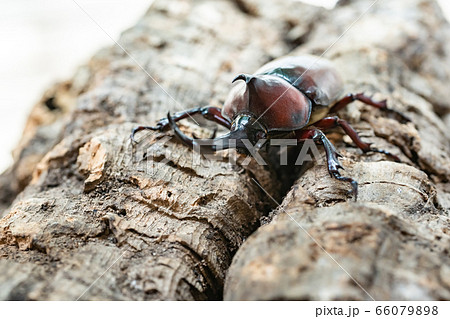 かぶと虫 カブトムシ かぶと虫 カブトムシ 66079898