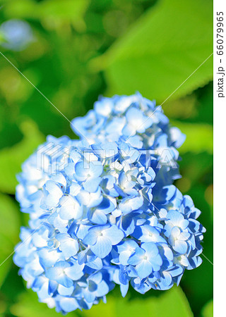 雨上がりの紫陽花の写真素材