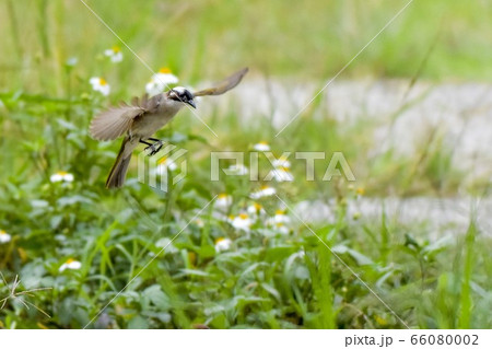 尻尾 しっぽ 尾 66080002