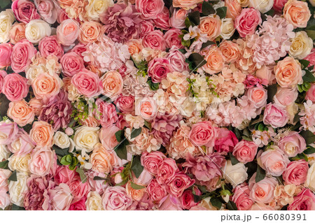 Pink roses texture background. 66080391