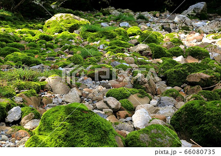円原の伏流水・9(岐阜県山県市円原地区) 円原の伏流水・9(岐阜県山県市円原地区) 66080735