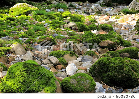 円原の伏流水・10(岐阜県山県市円原地区) 円原の伏流水・10(岐阜県山県市円原地区) 66080736
