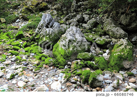 円原の伏流水・19(岐阜県山県市円原地区) 円原の伏流水・19(岐阜県山県市円原地区) 66080746