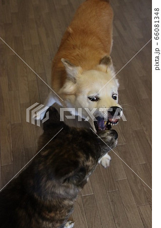 犬の喧嘩の写真素材