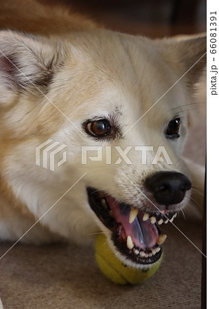 ボールを守る犬の写真素材