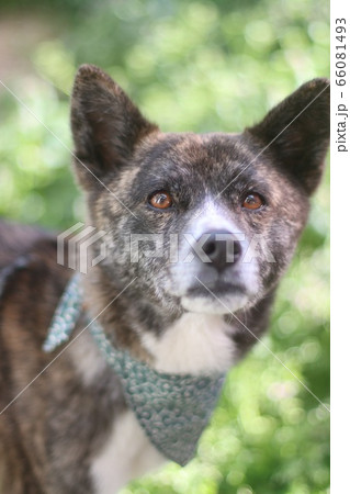 バンダナをして見つめる虎毛の犬 66081493